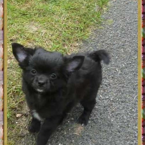 Élevage : chihuahua