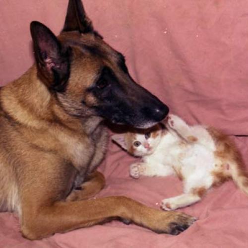 elevage : De Lilo Pyrrhate berger belge malinois