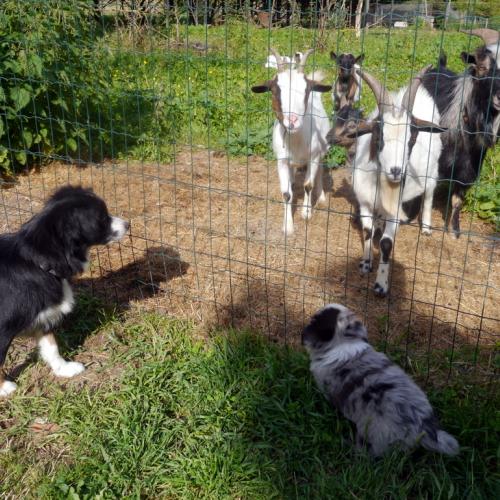 Elevage familial de bergers américains miniatures