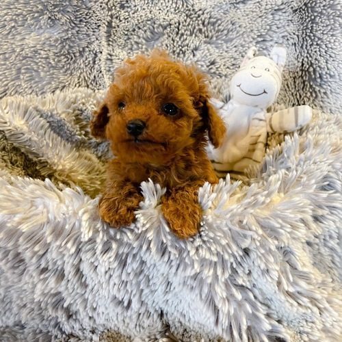 Caniche nain toy teacups