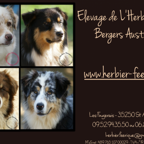 Eleveur : Elevage de L'herbier Féerique