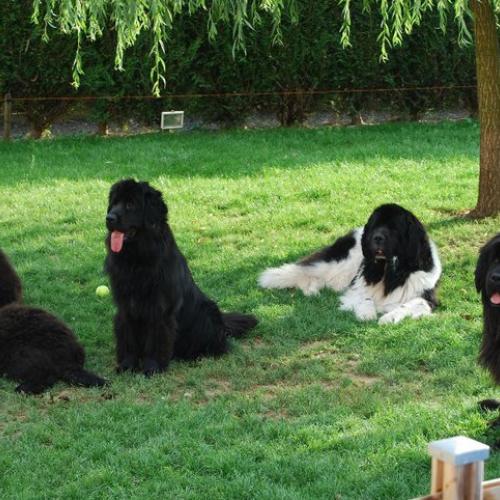 Élevage : terre neuve