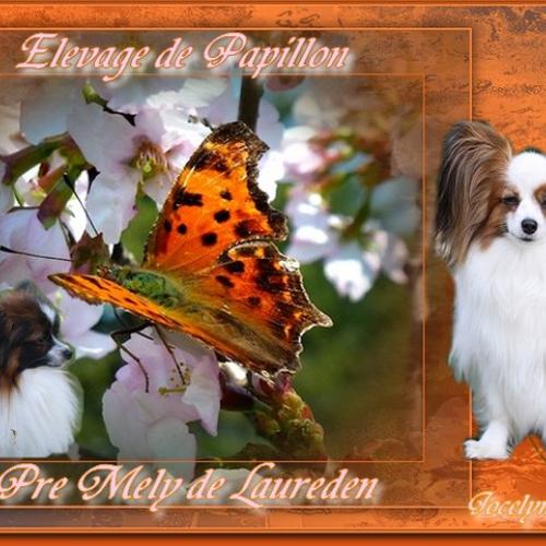 Eleveur : élevage du PRE MELY DE LAUREDEN