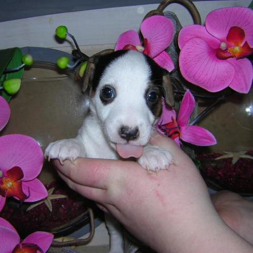 Eleveur : elevage canin