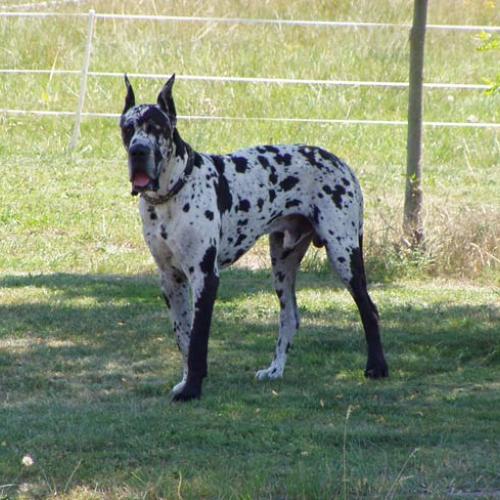 Élevage : dogue allemand