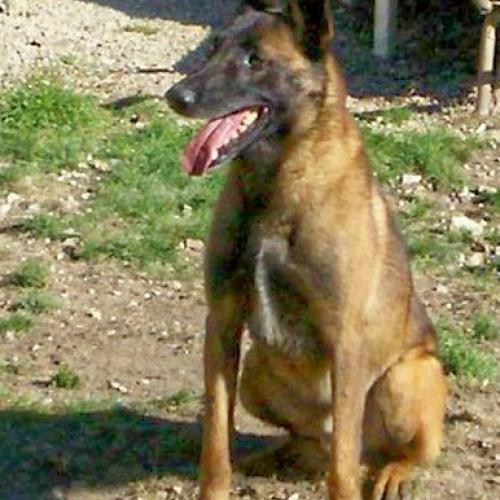 elevage : Berger Belge Bouledogue Francais