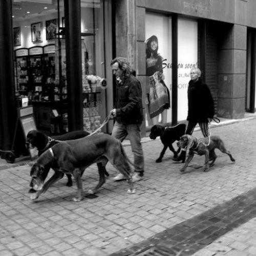 Élevage : dogue allemand