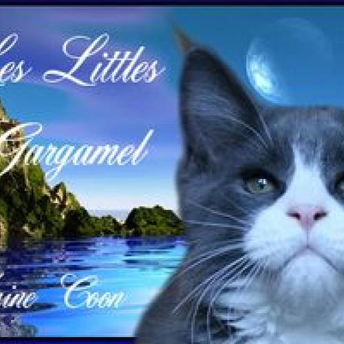 Eleveur : Chatterie des Littles Gargamel
