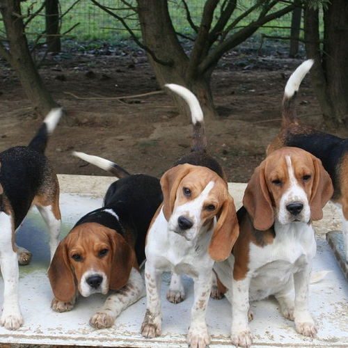 Eleveur : beagles de l'écho des fontaines