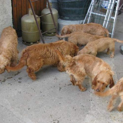 Élevage : basset fauve de bretagne