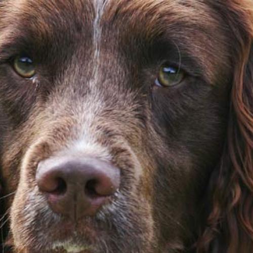 Élevage : english springer spaniel