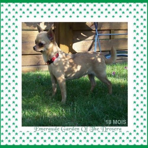 Élevage : garden of the drosera