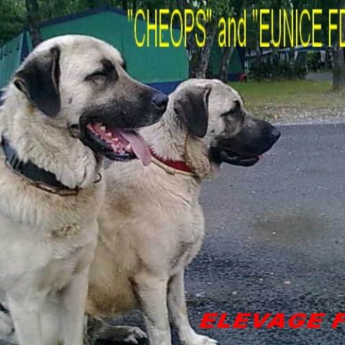 Eleveur : ELEVAGE FD4S : kangalfarm;fr