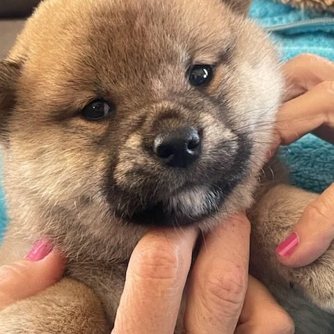 Eleveur : des jardins de jade