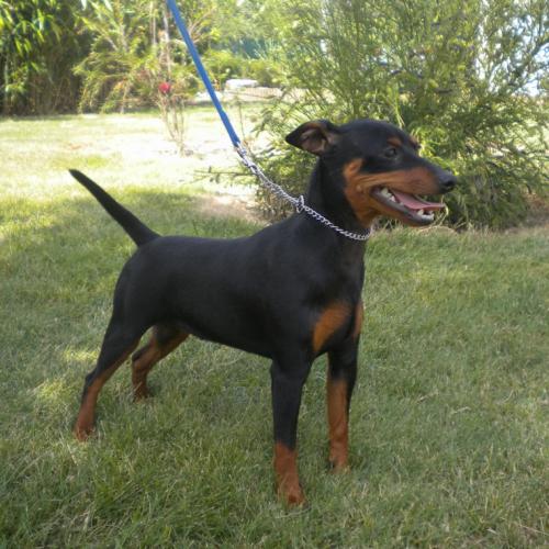 Eleveur : elevage du prince d'eckmuhl