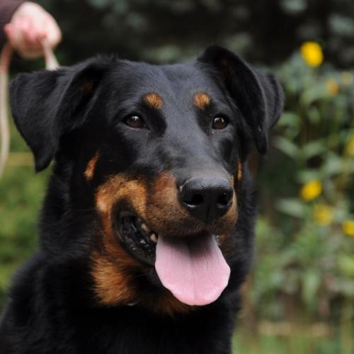 Eleveur : La Cité des Comtes