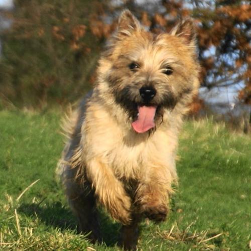 Élevage : cairn terrier