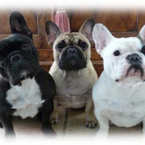 Élevage : bouledogue francais
