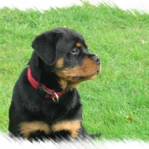 Eleveur : Du Temple d'Adranos