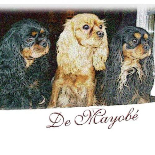 Eleveur : Elevage de Mayobé