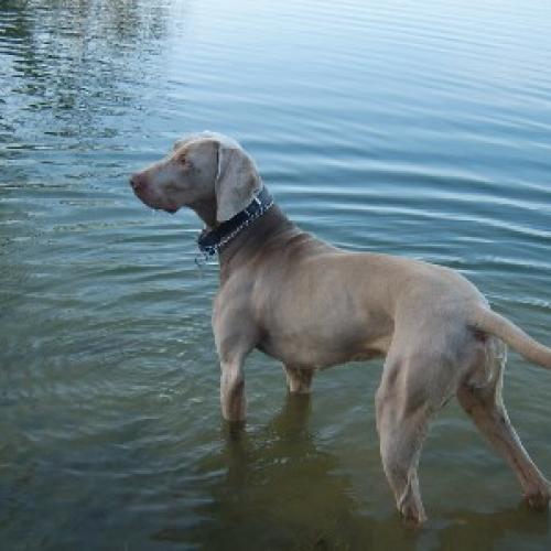 Élevage : braque de weimar poil court