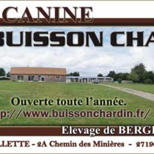 Élevage : berger allemand