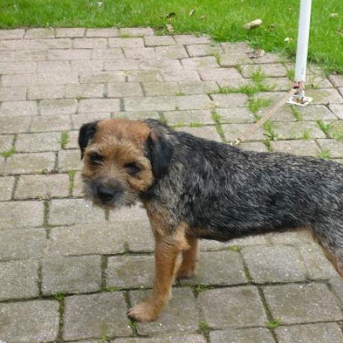 Élevage : border terrier