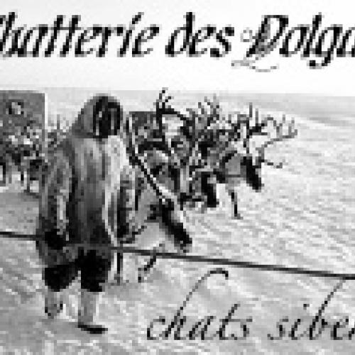 Eleveur : chatterie des Dolgans