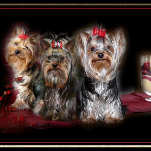 Eleveur : des Coteaux de Rompsay