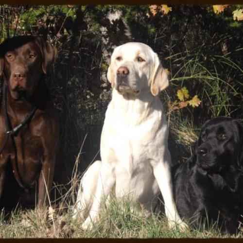 Eleveur : Elevage du Verger des Plaines