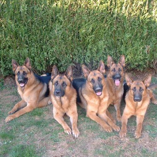 Élevage : berger allemand