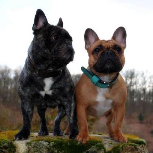 Élevage : bouledogue francais