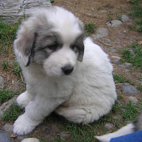 Élevage : chien de montagne des pyrenees