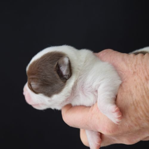 Élevage : chihuahua