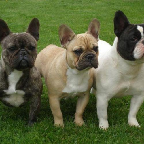 Eleveur : cocker anglais - bouledogue français