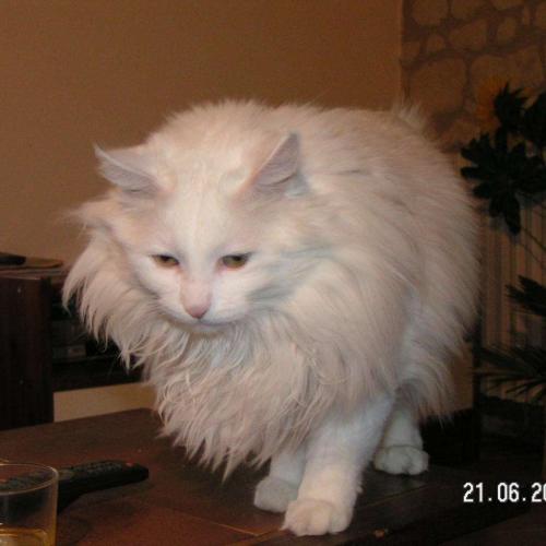 Association : SPA de Poitiers