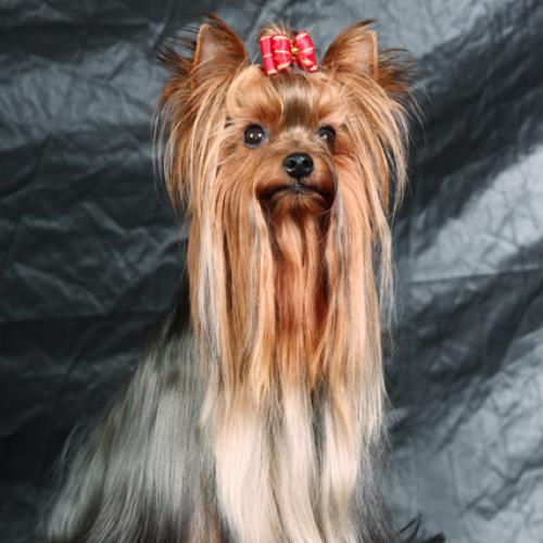 Élevage : yorkshire terrier
