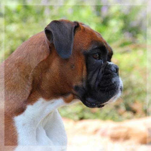 Élevage : boxer pigeon