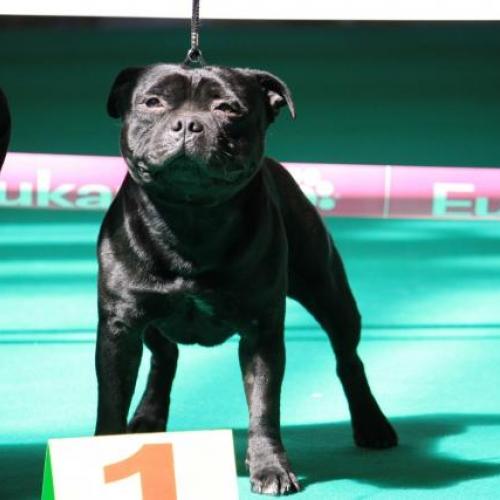 Élevage : amstaff et staffie