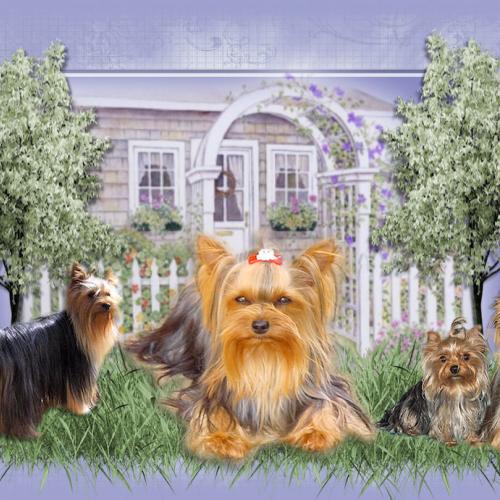 Élevage : les yorshires de 'my toffee forever'