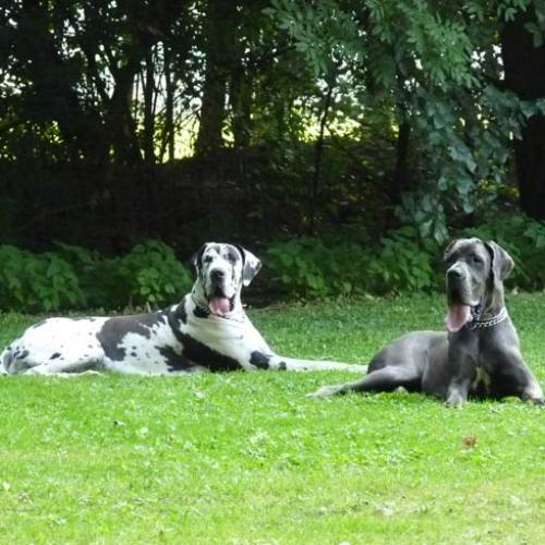 Eleveur : elevagedeloreedesboisdastros