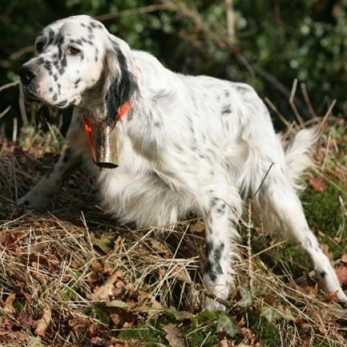 Eleveur : elevage du milobre de bouisse