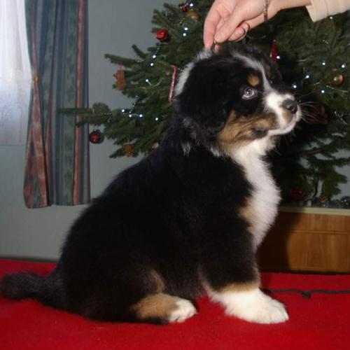 Élevage : berger australien