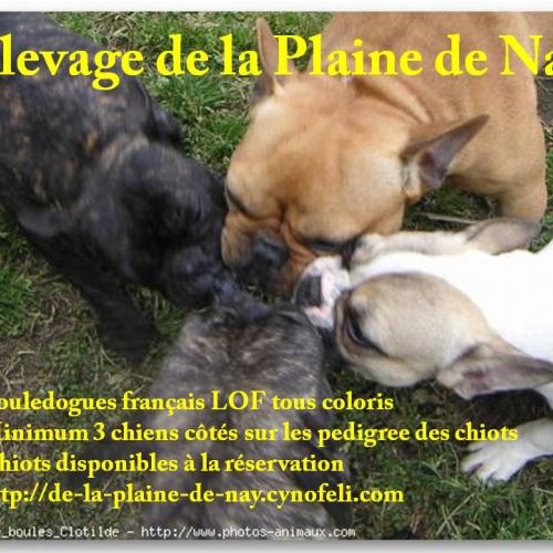 Eleveur : Elevage de la Plaine de Nay