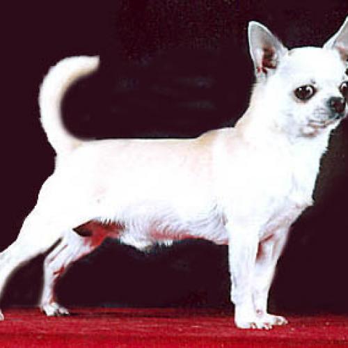 Eleveur : Elevage des Pyramides de Cholula