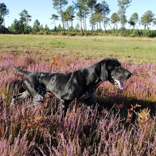 Élevage braque allemand