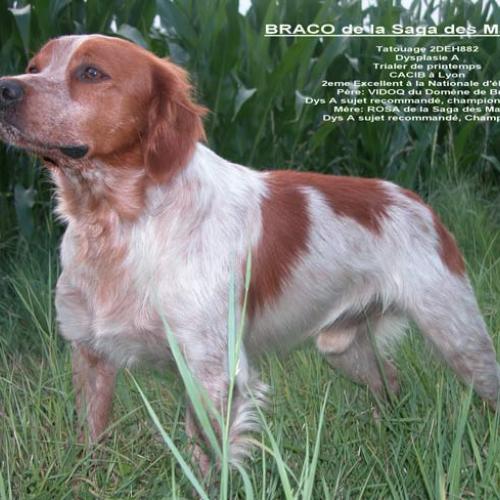 Élevage : epagneul breton