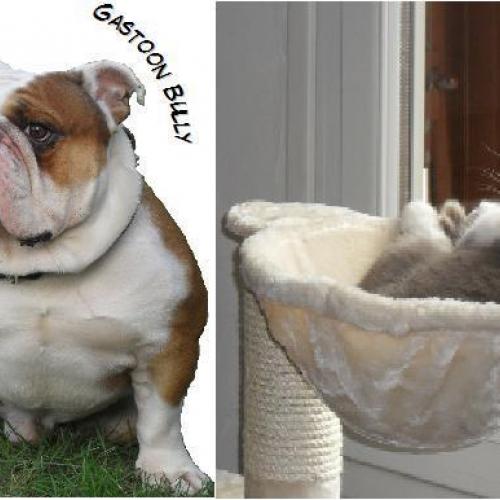 Élevage : bulldog british shorthair