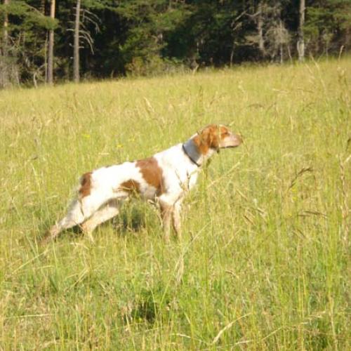 Élevage : epagneul breton