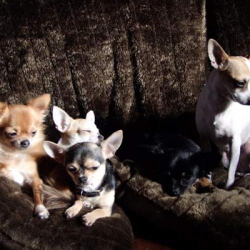 Eleveur : DES JARDINS CATALANS